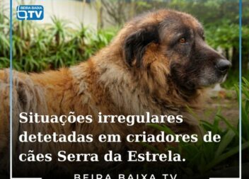 A GNR e o Instituto de Conservação da Natureza e Florestas (ICNF) identificaram