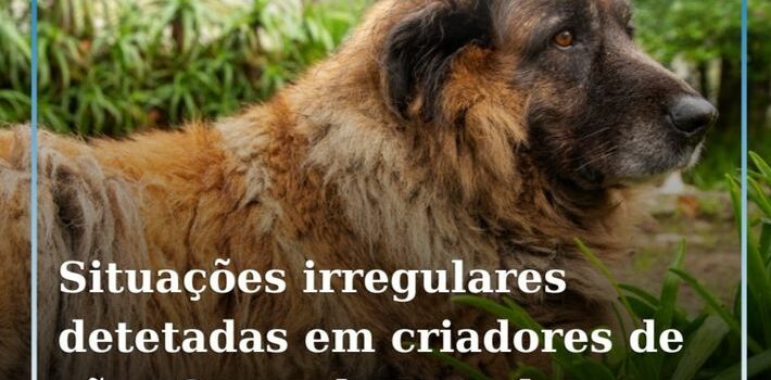 A GNR e o Instituto de Conservação da Natureza e Florestas (ICNF) identificaram