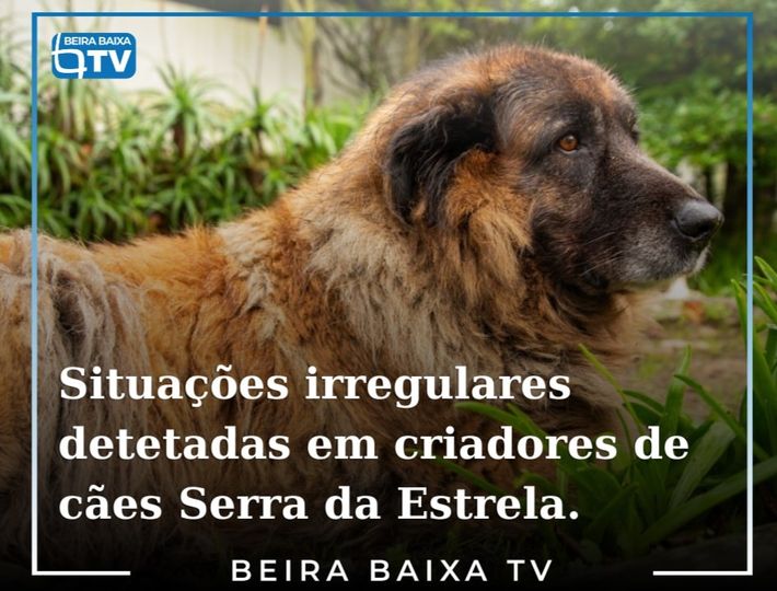 A GNR e o Instituto de Conservação da Natureza e Florestas (ICNF) identificaram