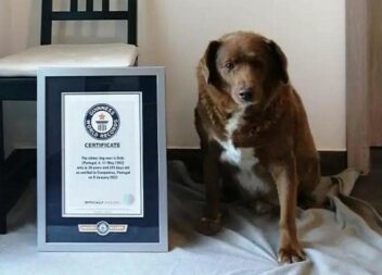 Guiness retira título de cão mais velho do mundo ao Bobi