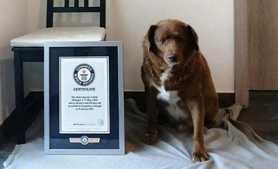 Guiness retira título de cão mais velho do mundo ao Bobi