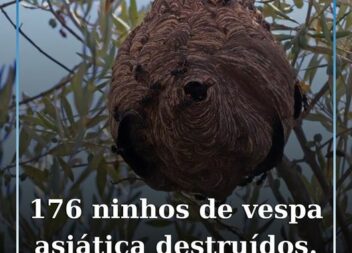 No concelho de Castelo Branco, foram destruídos 176 ninhos de vespa asiática em