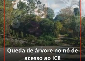 Uma árvores de média dimensões tombou ao início da tarde desta segunda-feira no