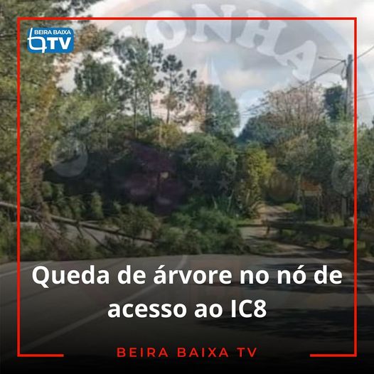 Uma árvores de média dimensões tombou ao início da tarde desta segunda-feira no