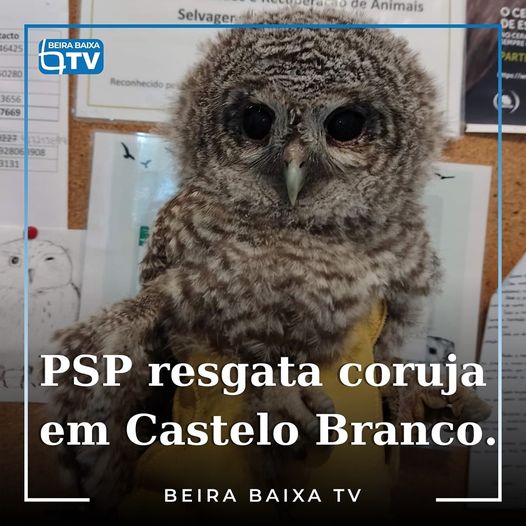 Castelo Branco