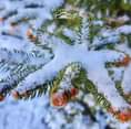 May be an image of pinecone and tree