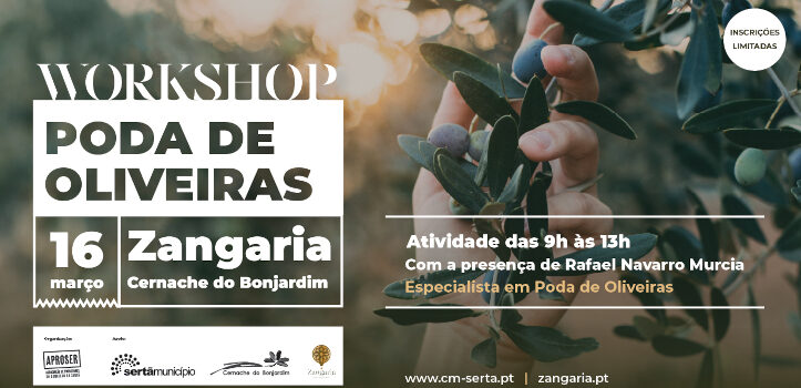 Município da Sertã e APROSER dinamizam Workshop de Poda de Oliveiras