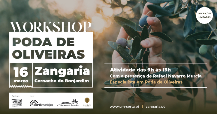 Município da Sertã e APROSER dinamizam Workshop de Poda de Oliveiras