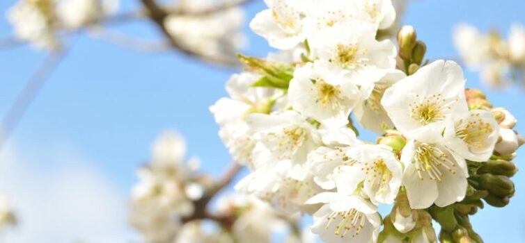 PRIMAVERA