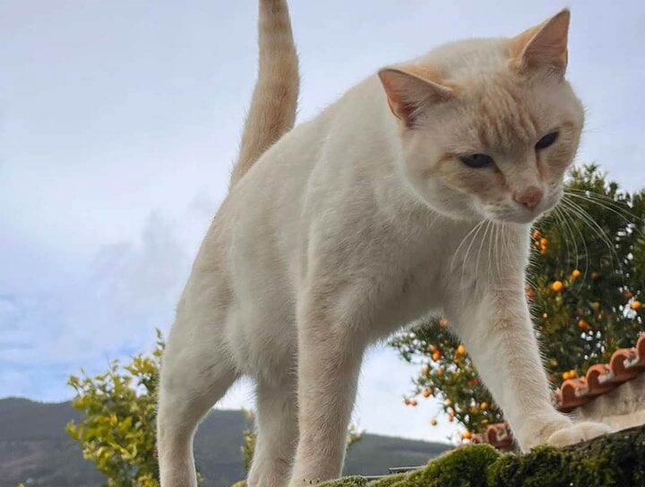 Teixoso