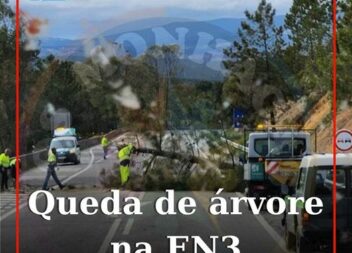 Uma árvore de médias dimensões tombou na EN3, próximo de Perdigão