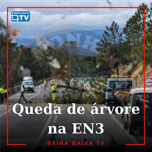 Uma árvore de médias dimensões tombou na EN3, próximo de Perdigão