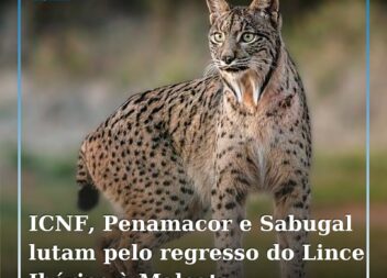 ICNF e municípios de Penamacor e Sabugal juntam esforços para o regresso do linc