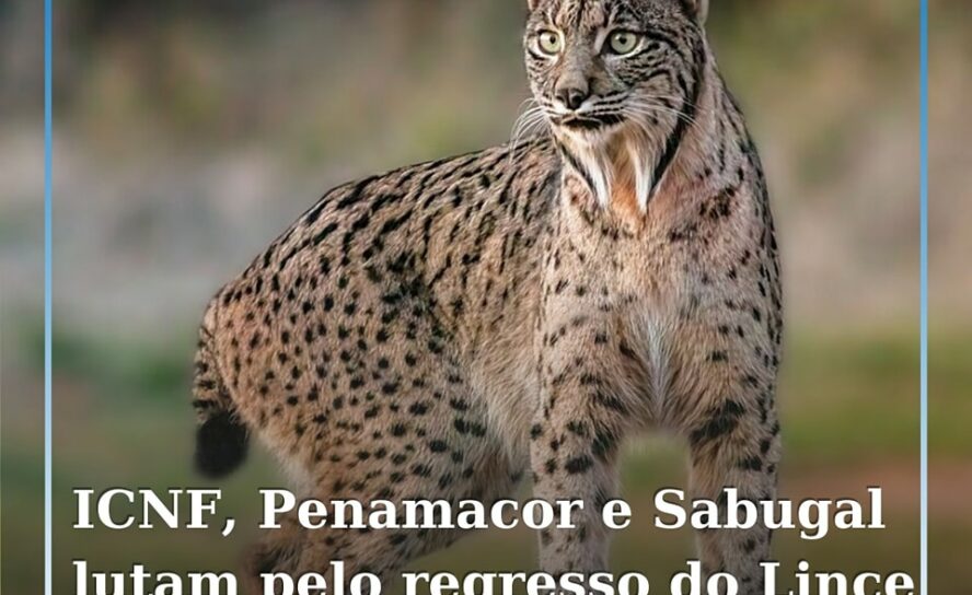 ICNF e municípios de Penamacor e Sabugal juntam esforços para o regresso do linc