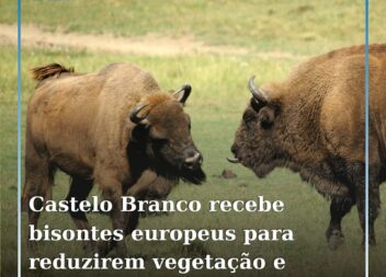 A primeira manada de bisontes europeus, constituída por oito animais
