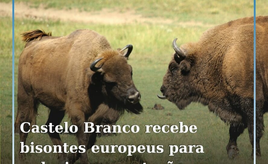 A primeira manada de bisontes europeus, constituída por oito animais