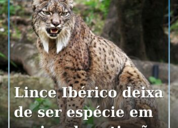O lince ibérico, que já chegou a ser o felino mais ameaçado do mundo