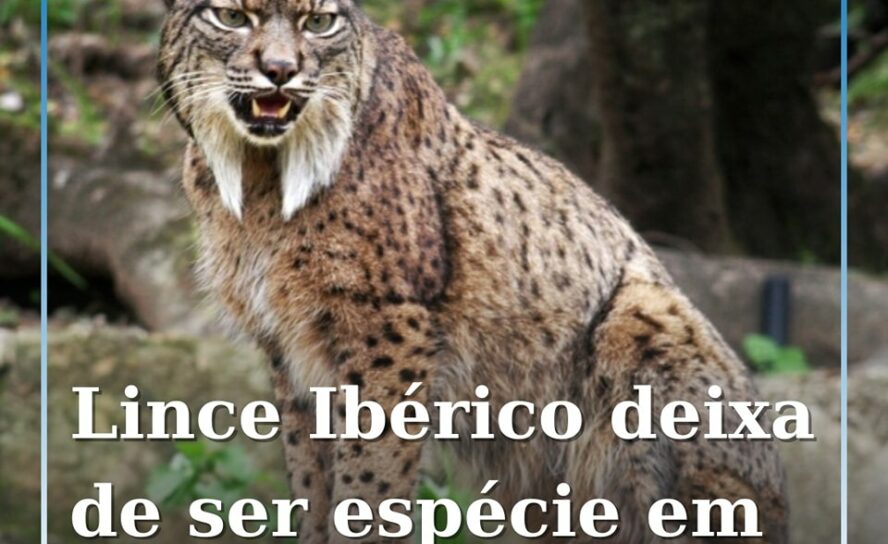 O lince ibérico, que já chegou a ser o felino mais ameaçado do mundo