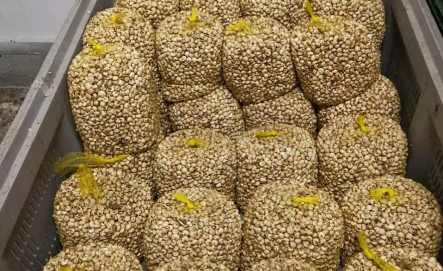 ASAE apreende mais de 6 toneladas de caracóis vivos no Sabugal