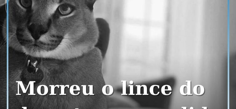 Animal de companhia não resistiu ao stress por que passou