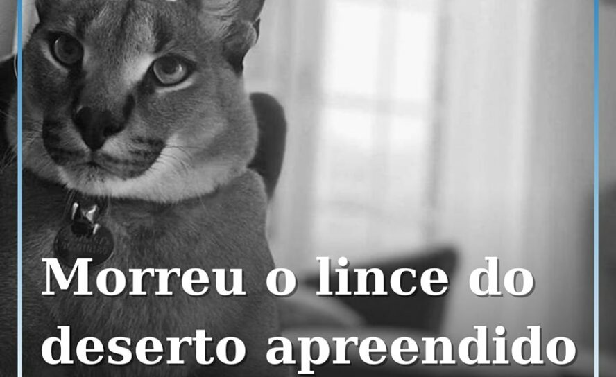 Animal de companhia não resistiu ao stress por que passou