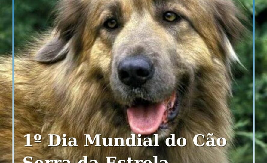 O cão de raça Serra da Estrela vai ter, pela primeira vez