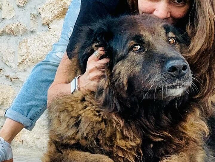 1º Dia Mundial do Cão Serra da Estrela chegou