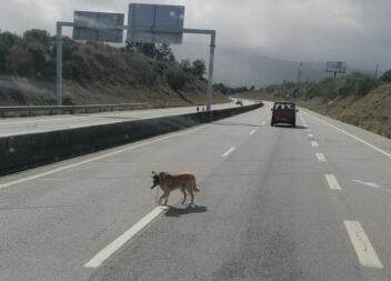 Cão avistado na A23