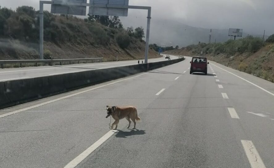 Cão avistado na A23