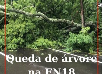 Uma árvore tombou na EN18, em Tojeirinha, no concelho de Vila Velha de Ródão, se