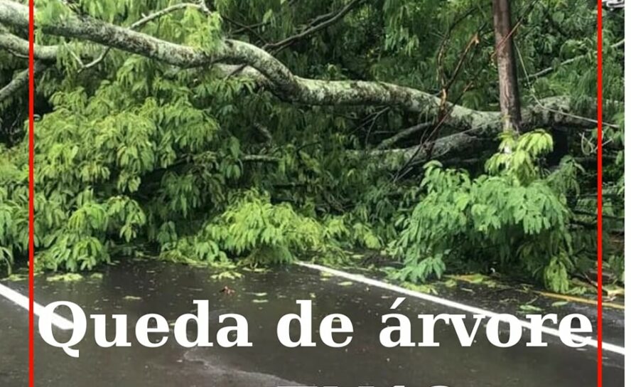 Uma árvore tombou na EN18, em Tojeirinha, no concelho de Vila Velha de Ródão