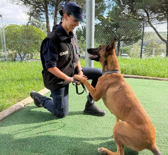 GNR já conta com 273 cães ao serviço