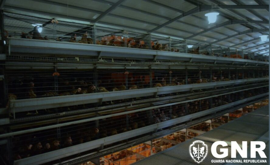 Operação “Illegal Livestock Farming”