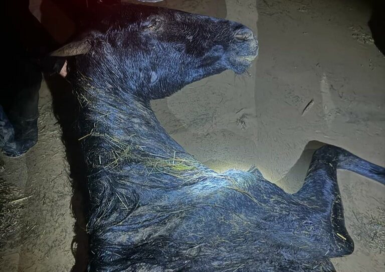 Valência: Cavalo resgatado do Rio Magro em operação de alto risco