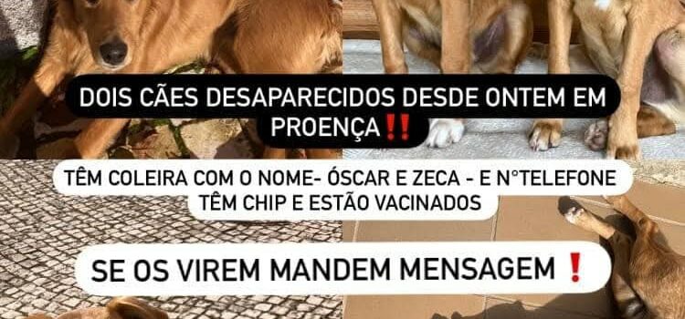 Proença-a-Nova
