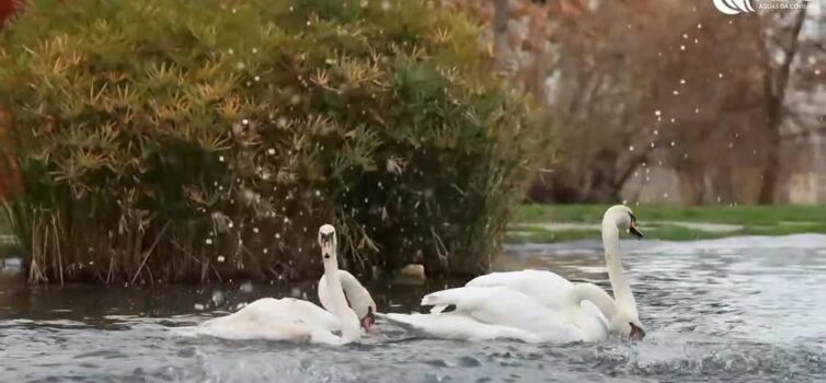 Covilh\u00e3\nJardim do Lago tem mais vida\n\nO Jardim do Lago, na Covilh\u00e3,