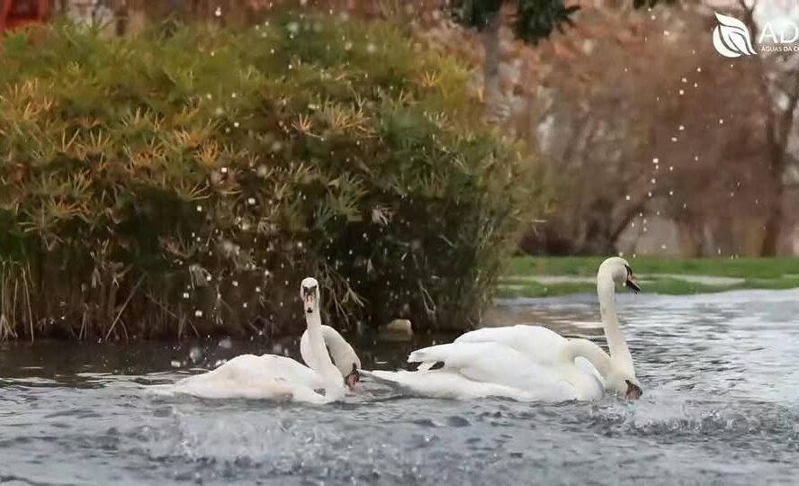 Covilh\u00e3\nJardim do Lago tem mais vida\n\nO Jardim do Lago, na Covilh\u00e3,