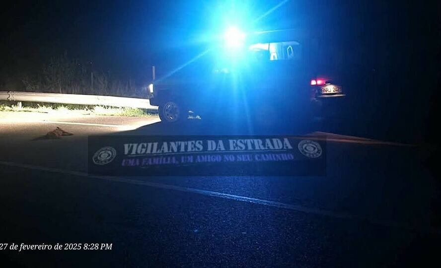 Colisão com animal em Castelo Branco