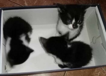 Três gatinhas abandonadas em caixa junto a contentor no Ferro