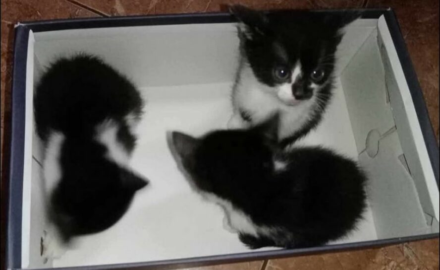 Três gatinhas abandonadas em caixa junto a contentor no Ferro
