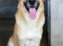 Cães para adoção em Idanha-a-Nova à procura de um novo lar