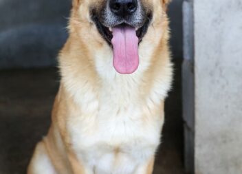 Cães para adoção em Idanha-a-Nova à procura de um novo lar