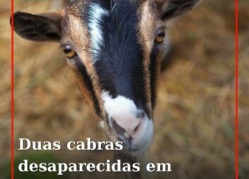 Duas cabras desaparecidas em Cascabaço