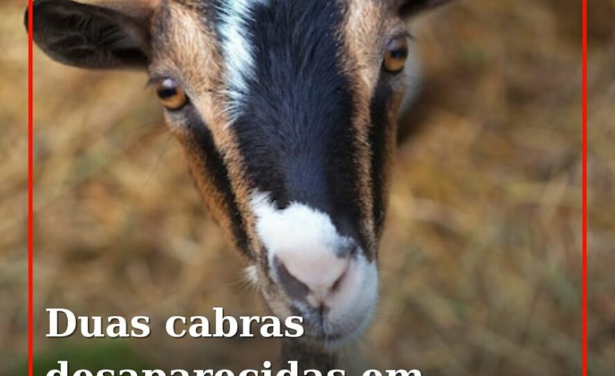 Duas cabras desaparecidas em Cascabaço