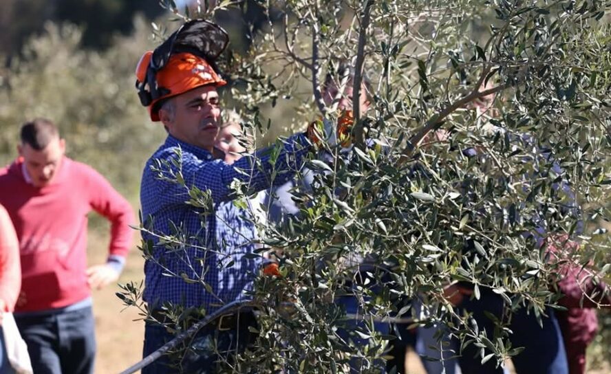 II Edição do Workshop de Poda de Oliveiras foi um sucesso na Sertã