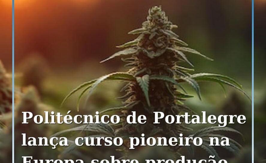 Politécnico de Portalegre lança curso pioneiro na Europa sobre produção de canáb