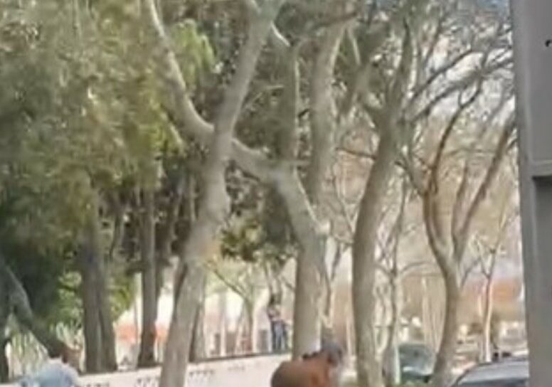 Vacas em fuga causam caos em Évora antes de corrida de touros