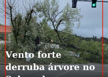 Árvore cai na EN233