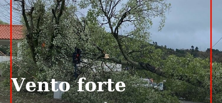 Árvore cai na EN233