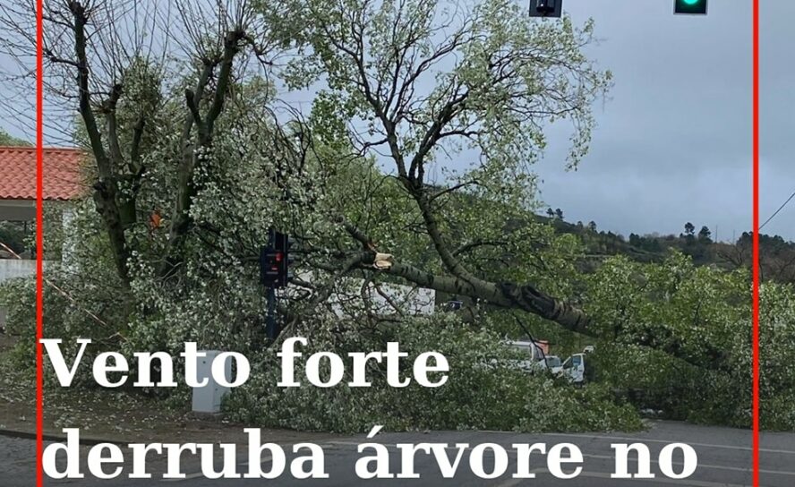Árvore cai na EN233